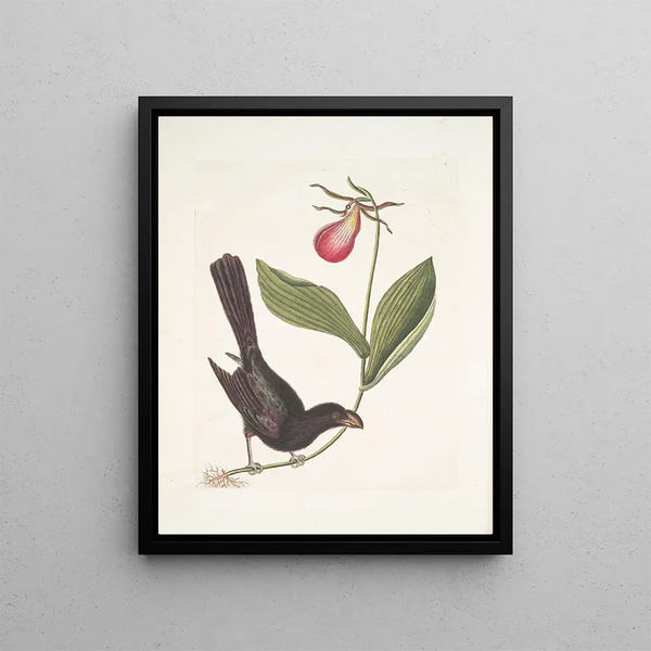 Mark Catesby - Monedula Tota nigra The Razorbilled Blackbird of Jamaica Calceolus c.webp