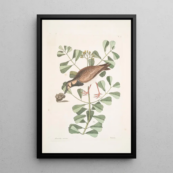 Mark Catesby - Morinellus marinus The TurnStone or SeaDottrel Frutex c.webp
