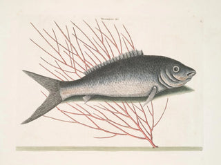 Mark Catesby — visning af kunstværket
