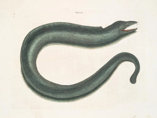 Mark Catesby - Murna maculata The Muray.webp