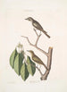 Muscicapa fusca Den lille brune gøge-flyver Muscicapa oculis rubris Den røde øje gøge-flyver Arbor Lauri fol c - Mark Catesby — visning af kunstværket