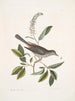 Muscicapa vertice nigro L'oiseau-chat Alni folia Americana serrata - Mark Catesby — visning af kunstværket