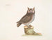 La petite hulotte - Mark Catesby — visning af kunstværket