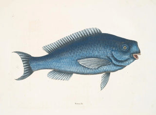 La Poisson bleu - Mark Catesby — visning af kunstværket