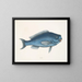 La Poisson bleu - Mark Catesby — indrammet kunstværk på væggen