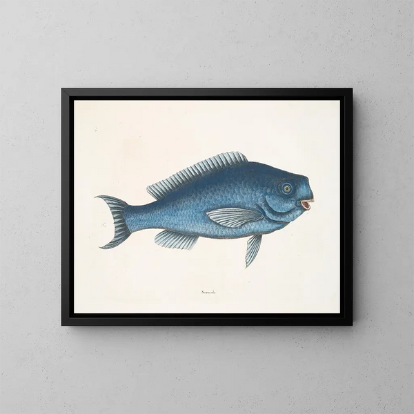 La Poisson bleu - Mark Catesby — indrammet kunstværk på væggen