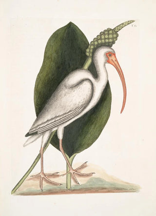 Mark Catesby - Numenius albus The White Curlew.webp