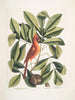 Nux juglans Virginiana alba c Le caryer Le noyer Coccothraustes ruber L'oiseau rouge - Mark Catesby — visning af kunstværket