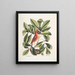 Nux juglans Virginiana alba c Le caryer Le noyer Coccothraustes ruber L'oiseau rouge - Mark Catesby — indrammet kunstværk på væggen