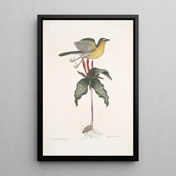 Mark Catesby - Oenanthe Americana The yellow breasted Chat Solanum c.webp