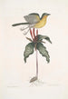 Oenanthe Americana La paruline à poitrine jaune Solanum c - Mark Catesby — visning af kunstværket