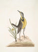 Ornithogalum liteum c Den lille gule stjerne Alauda Magna Den store måge - Mark Catesby — visning af kunstværket