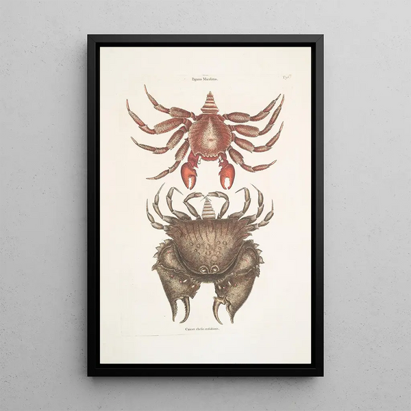 Mark Catesby - Pagurus Maculatus The res mottled RoskCrab Cancer chelis crassissimis The roughshelld Crab.webp