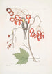 Parus Americanus Gutture luteo Den gule halssangssit Acer Virginianum større blad Den røde blomstrende ahorn - Mark Catesby — visning af kunstværket