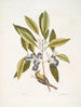 Parus Americanus lutescens Le Grimpereau des pins Ligustrum Lauri folio Le Laurier à baies pourpres - Mark Catesby — visning af kunstværket