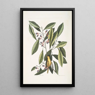 Mark Catesby - Parus luteus The Yellow Titmous Laurus Carolinensis The Red Bay.webp