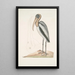 Pelicanus Sylvaticus Le Pélican des Bois - Mark Catesby — indrammet kunstværk på væggen