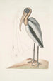 Pelicanus Sylvaticus Le Pélican des Bois - Mark Catesby — visning af kunstværket