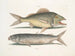 Le mulet - Mark Catesby — visning af kunstværket