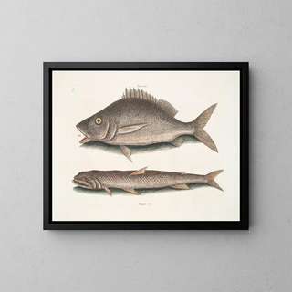 Mark Catesby - Perca c The Margate Fish Saurus c The Sea SparrowHawk.webp