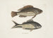 Perca c Den sorte fisk Perca cauda nigra Den sorte hale - Mark Catesby — visning af kunstværket
