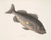 Poisson-perche vénéneux c Le RockFish - Mark Catesby — visning af kunstværket