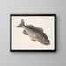 Poisson-perche vénéneux c Le RockFish - Mark Catesby — indrammet kunstværk på væggen