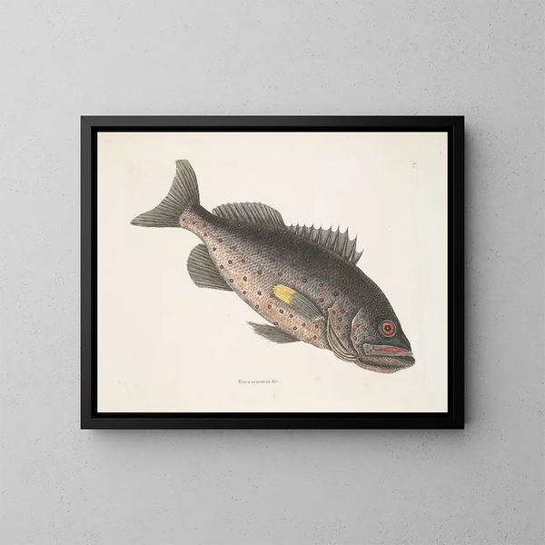 Poisson-perche vénéneux c Le RockFish - Mark Catesby — indrammet kunstværk på væggen