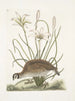 Perdrix sauvage de Virginie La perdrix d'Amérique Lilio narcissus Virginiensis Le lys Attamusco - Mark Catesby — visning af kunstværket