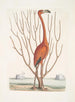 Phoenicopterus Bahamensis Le Flamant rose Keratophiton c - Mark Catesby — visning af kunstværket