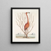 Phoenicopterus Bahamensis Le Flamant rose Keratophiton c - Mark Catesby — indrammet kunstværk på væggen