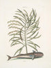 Phylantus c. Remora Den sugesugende fisk - Mark Catesby — visning af kunstværket