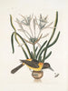 Pica luteonigra varia Le Pye jaune et noir Lilio-Narcissus Polianthus Vespa Ichneumon coerulea - Mark Catesby — visning af kunstværket