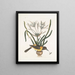 Pica luteonigra varia Le Pye jaune et noir Lilio-Narcissus Polianthus Vespa Ichneumon coerulea - Mark Catesby — indrammet kunstværk på væggen