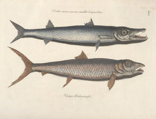 Mark Catesby - Piscium serpentum insectorum aliorumque nonnullorum animalum nec non plantarum quarundam imagines Pl001.webp