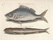 Billeder af fisk, slanger, insekter og andre dyr samt nogle planter - Mark Catesby — visning af kunstværket