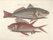Billeder af fisk, slanger, insekter og andre dyr samt nogle planter - Mark Catesby — visning af kunstværket