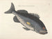 Billeder af fisk, slanger, insekter og andre dyr samt nogle planter - Mark Catesby — visning af kunstværket