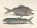 billeder af fisk, slanger, insekter og andre dyr samt nogle planter - Mark Catesby — visning af kunstværket