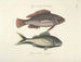 Billeder af fisk, slanger, insekter og andre dyr samt nogle planter - Mark Catesby — visning af kunstværket