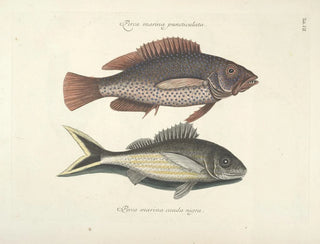 Mark Catesby - Piscium serpentum insectorum aliorumque nonnullorum animalum nec non plantarum quarundam imagines Pl007.webp