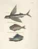 Fisk, slanger, insekter og nogle andre dyr, samt nogle plantefotos Pl008 - Mark Catesby — visning af kunstværket