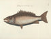billeder af fisk, slanger, insekter og andre dyr samt nogle planter - Mark Catesby — visning af kunstværket
