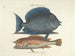 Billeder af fisk, slanger, insekter og andre dyr samt nogle planter - Mark Catesby — visning af kunstværket