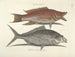 Billeder af fisk, slanger, insekter og andre dyr samt nogle planter - Mark Catesby — visning af kunstværket