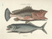Billeder af fisk, slanger, insekter og andre dyr samt nogle planter Pl014 - Mark Catesby — visning af kunstværket