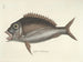 billeder af fisk, slanger, insekter og andre dyr samt nogle planter - Mark Catesby — visning af kunstværket