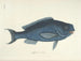 Billeder af fisk, slanger, insekter og andre dyr samt nogle planter - Mark Catesby — visning af kunstværket