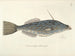 Billeder af fisk, slanger, insekter og andre dyr samt nogle planter Pl019 - Mark Catesby — visning af kunstværket