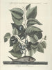 Fisk, slanger, insekter og nogle andre dyr, samt nogle plantefotos Pl024 - Mark Catesby — visning af kunstværket